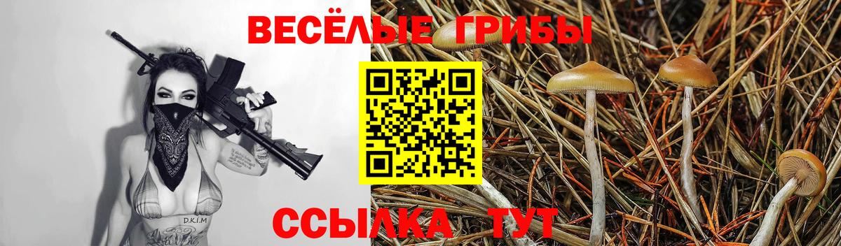 закладки  Псилоцибиновые грибы MAGIC MUSHROOMS  Вход с VPN  Псилоцибиновые грибы Psilocybine cubensis  Мичуринск 